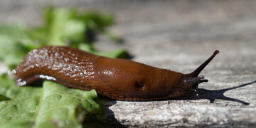 Vilniaus rajone darbą pradeda naujasis administracijos direktorius Vytautas Vansavičius