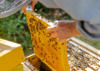 Parama bitininkystės sektoriui: daugiau kaip milijonas eurų inovacijoms ir vystymui