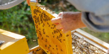 Parama bitininkystės sektoriui: daugiau kaip milijonas eurų inovacijoms ir vystymui
