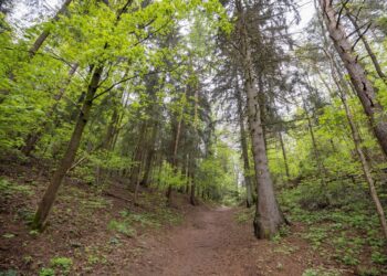 Jomanto parkas – draugiškesnis lankytojams