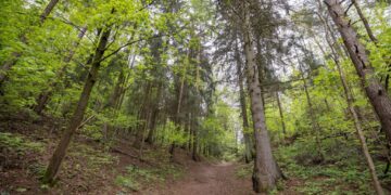 Jomanto parkas – draugiškesnis lankytojams