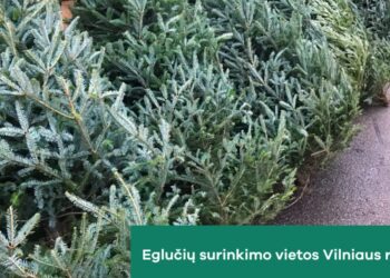 Kalėdinių eglučių surinkimo vietos Vilniaus rajone