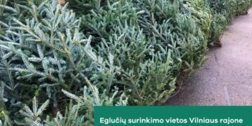 Kalėdinių eglučių surinkimo vietos Vilniaus rajone