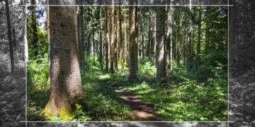 SKELBIMAS APIE MIŠKO PARDAVIMĄ VĮ VALSTYBINIŲ MIŠKŲ URĖDIJOS NEMENČINĖS REGIONINIO PADALINIO TERITORIJOJE