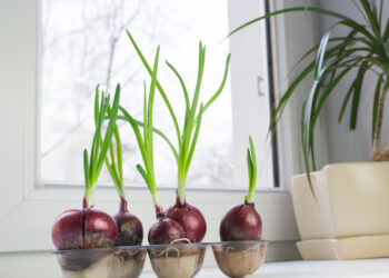 Palangių daržininkystė prasideda: kaip užsiauginti šviežių ir sultingų svogūnų laiškų