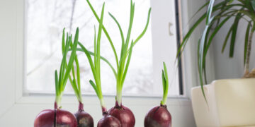 Palangių daržininkystė prasideda: kaip užsiauginti šviežių ir sultingų svogūnų laiškų