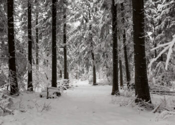 Degalų vagis bandė pasislėpti sniege