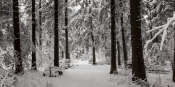 Degalų vagis bandė pasislėpti sniege