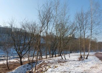 Neries pakrantė Žvėryne: savivaldybė kvies gyventojus kartu kurti žaliąją erdvę