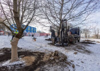 Ant Tauro kalno, siekiant išsaugoti, persodinti 5 ąžuolai