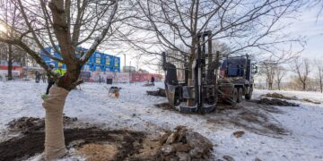 Ant Tauro kalno, siekiant išsaugoti, persodinti 5 ąžuolai