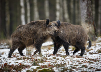 Galima teikti paraiškas dėl finansinės paramos laukinių gyvūnų daromos žalos prevencijai