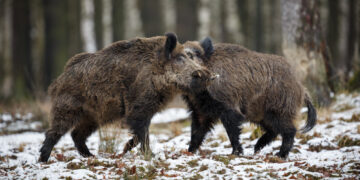 Galima teikti paraiškas dėl finansinės paramos laukinių gyvūnų daromos žalos prevencijai