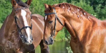 Žemės ūkio ministerija kreipėsi į prokuratūrą dėl galimo turto iššvaistymo UAB „Lietuvos žirgynas“