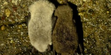 Aukštųjų Panerių tunelyje žiemoja tūkstančiai šikšnosparnių, tarp jų ir ypatingas baltasis