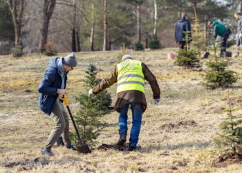 Kalėdinių eglučių sodinimas – kovo 22-ą dieną, kaip dalyvauti?