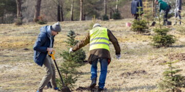 Kalėdinių eglučių sodinimas – kovo 22-ą dieną, kaip dalyvauti?