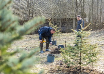 Vilnius kviečia įmones prisidėti prie edukacinio miško sodinimo