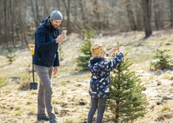 Kalėdinių eglučių sodinimas – kovo 22-ą dieną, kaip dalyvauti?