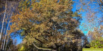 „Medžių Eurovizijoje“ – ir Varniškių ąžuolas iš Vilniaus rajono, galite balsuoti