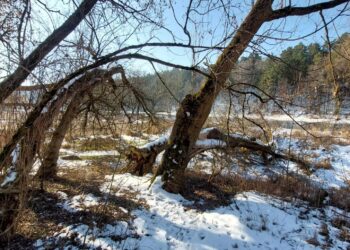 Neries krantinėje retinami invazinių uosialapių klevų sąžalynai