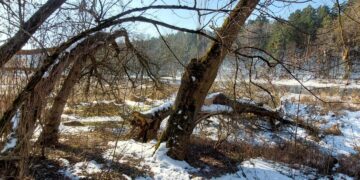 Neries krantinėje retinami invazinių uosialapių klevų sąžalynai