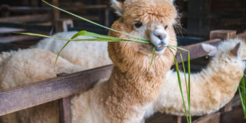 Lietuvoje dėl snukio ir nagų ligos grėsmės neribotam laikui draudžiami renginiai su ūkiniais gyvūnais