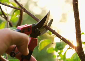 Prasideda genėjimo sezonas: ką reikia žinoti?