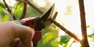 Prasideda genėjimo sezonas: ką reikia žinoti?