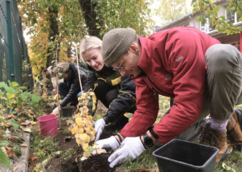 Dovanojama 3000 krūmų sodinukų daugiabučių bendruomenėms