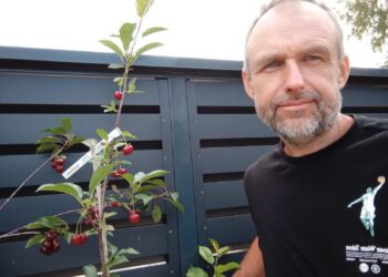 Tylus pavojus jūsų kieme: ekspertas pataria, kaip sumažinti medžių keliamą riziką audrų metu