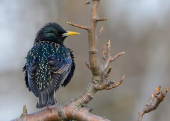 Lietuvoje per 24 metus agrarinio kraštovaizdžio paukščių sumažėjo perpus