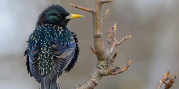 Lietuvoje per 24 metus agrarinio kraštovaizdžio paukščių sumažėjo perpus