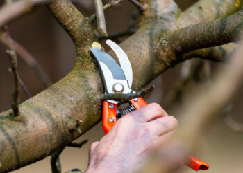 Agronomas įspėja: neteisingas medžių genėjimas gali sukelti daugiau žalos nei naudos