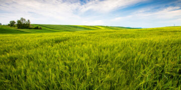 Prasidėjo pasėlių deklaravimas