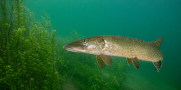 Nuo gegužės 1-osios vėl bus galima žvejoti lydekas
