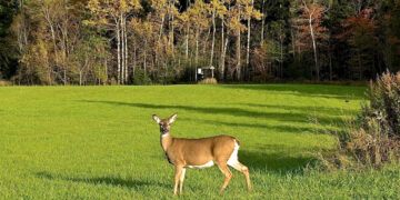 Ką daryti, laukiniams gyvūnams nuniokojus daugiametes ganyklas arba pievas?