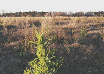 Pagalba ūkininkams, kovojantiems su invaziniais augalais melioracijos grioviuose