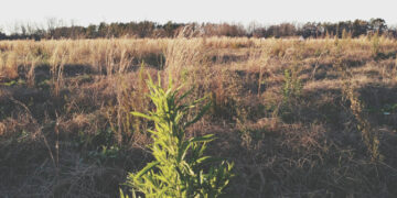 Pagalba ūkininkams, kovojantiems su invaziniais augalais melioracijos grioviuose