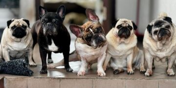 Gražios nuotraukos slepia kančią: kaip nenusipirkti augintinio iš daugintojų?