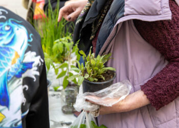 „Mainų sodas“: vilniečiai kviečiami dalintis sodinukais ir tvariomis idėjomis