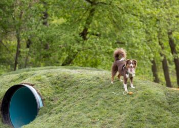 Vingio parke šunų laukia atnaujinta ir išplėsta aikštelė