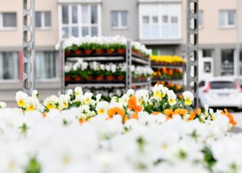 Šalčininkai puošiasi: prisodinta daugybė žiedų