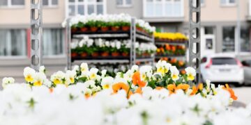 Šalčininkai puošiasi: prisodinta daugybė žiedų