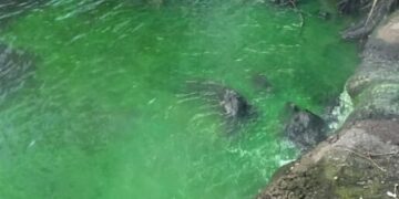 Vilniečius stebina į Nerį išleidžiamas žalias vanduo