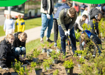 Jau rytoj Vilniuje miško sodinimo talka: bus pasodinta apie 1400 medžių