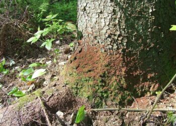 Stichinė nelaimė dėl žievėgraužio tipografo skelbiama ir Vilniaus rajone