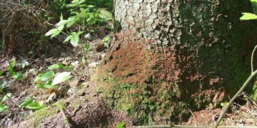 Stichinė nelaimė dėl žievėgraužio tipografo skelbiama ir Vilniaus rajone