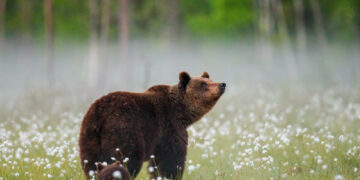 Į Lietuvą iš Baltarusijos buvo atėjusi dar viena meška