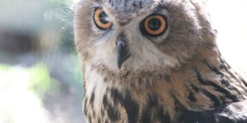 Misija sėkmingai vykdoma – nykstantys apuokai iš Lietuvos zoologijos sodo grįžta į gamtą